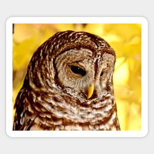 Barred Owl Sticker